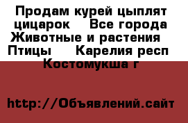 Продам курей цыплят,цицарок. - Все города Животные и растения » Птицы   . Карелия респ.,Костомукша г.